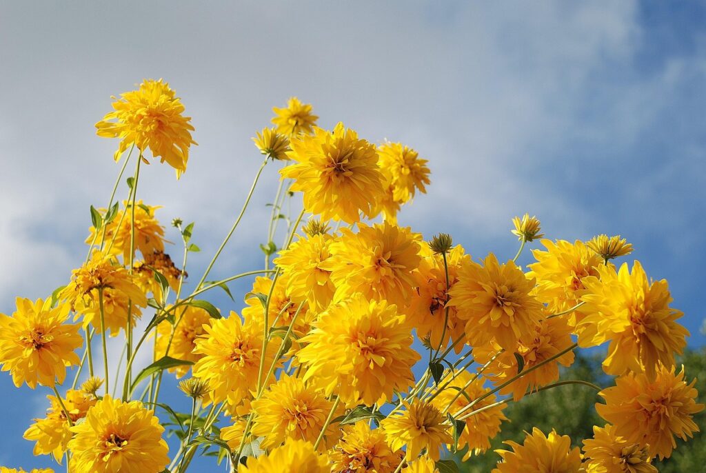 flowers, yellow flowers, plants-256776.jpg