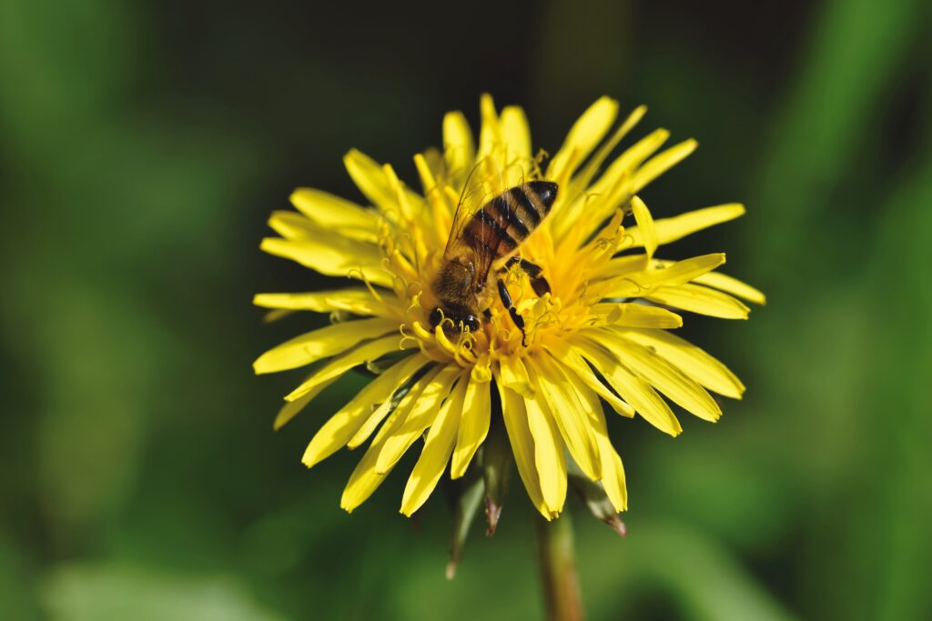 A bee practicing self-discipline